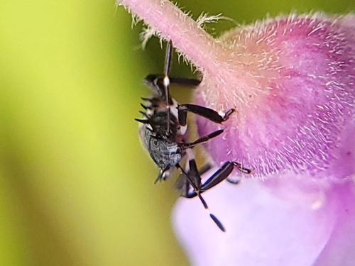 Halyomorpha halys
